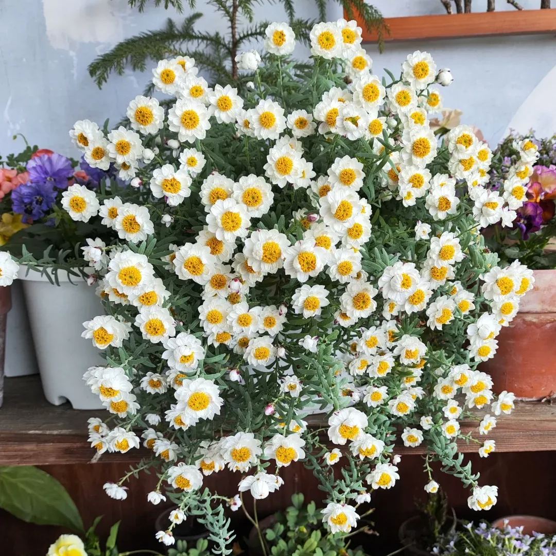 🌼✨Chamomile Sunray 'Paper Baby' Seeds
