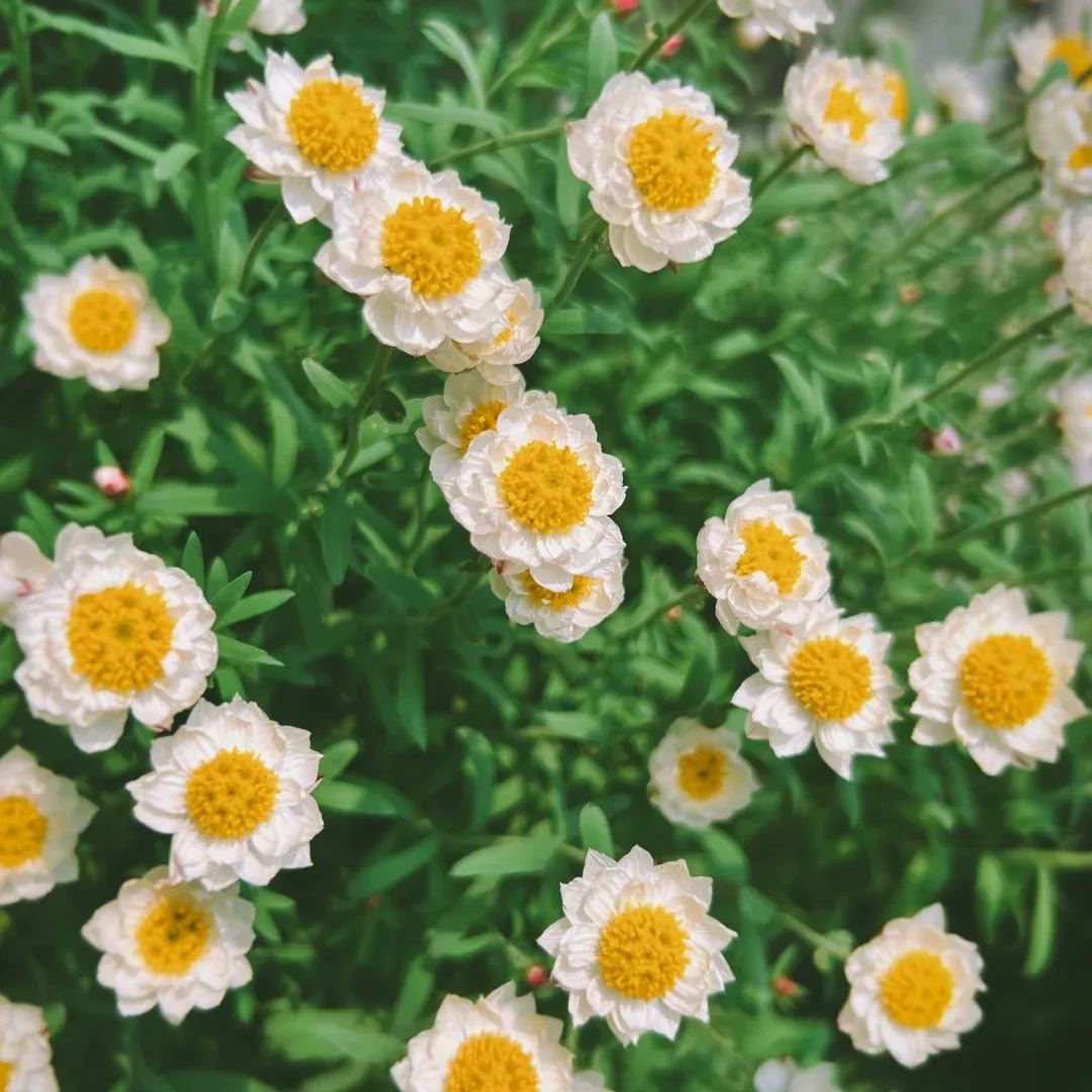 🌼✨Chamomile Sunray 'Paper Baby' Seeds