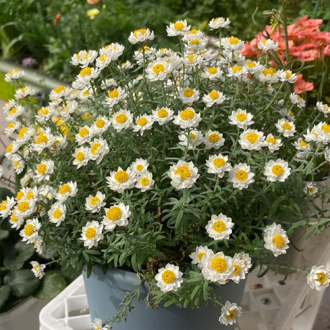 🌼✨Chamomile Sunray 'Paper Baby' Seeds