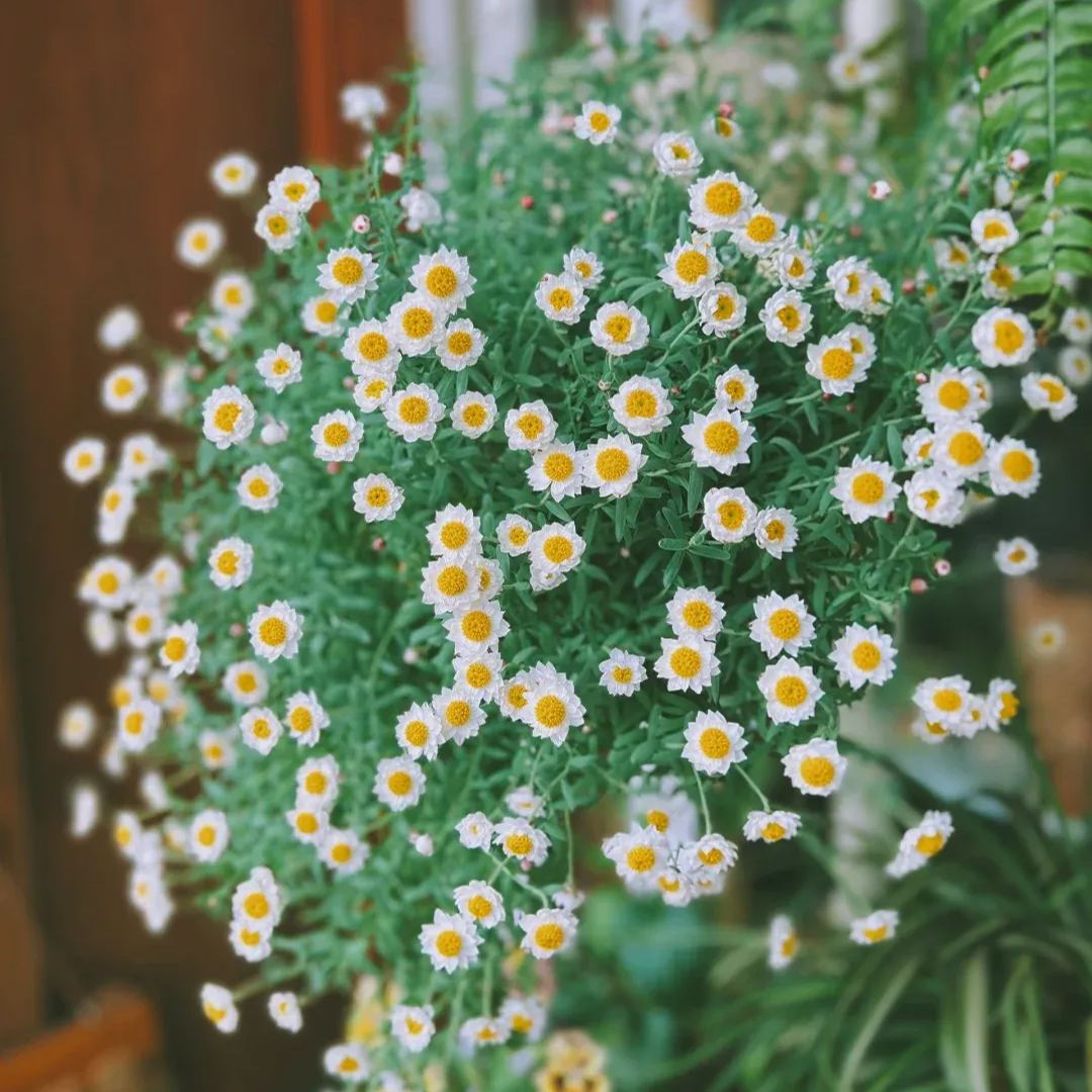 🌼✨Chamomile Sunray 'Paper Baby' Seeds