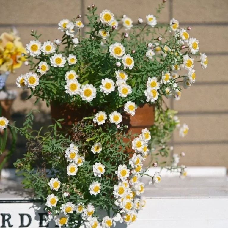 🌼✨Chamomile Sunray 'Paper Baby' Seeds