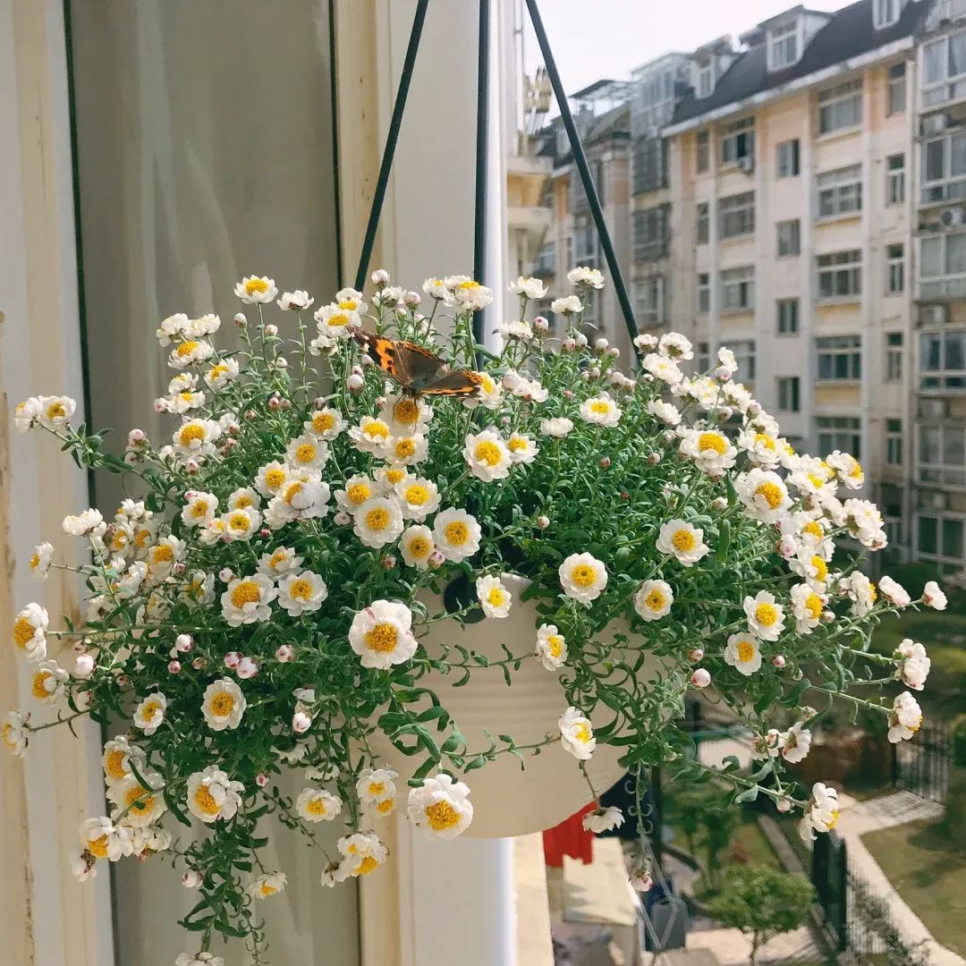 🌼✨Chamomile Sunray 'Paper Baby' Seeds