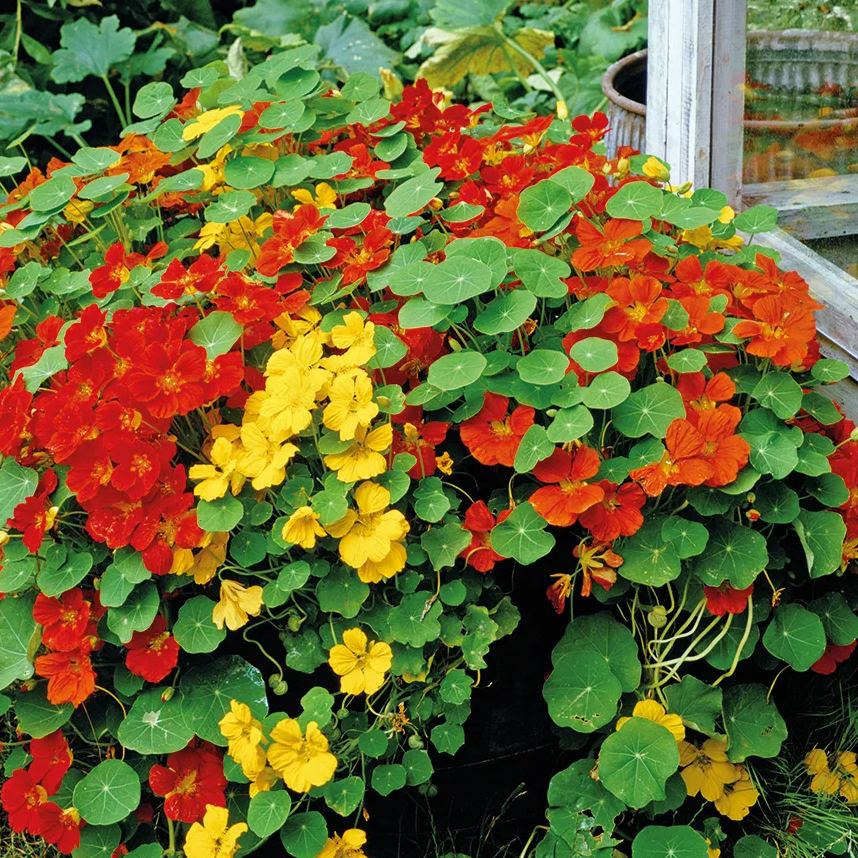 🔥🌼Mixed Colors Nasturtium Seeds