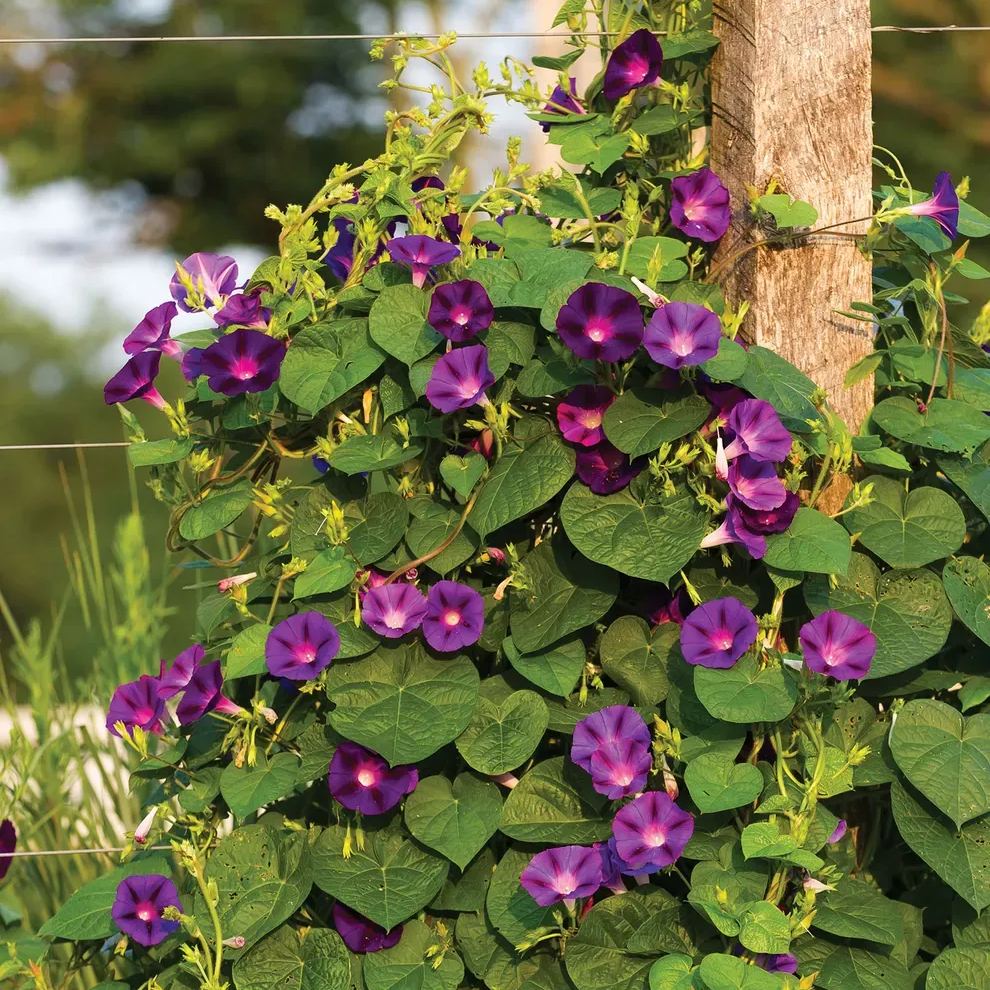 💜🌞Grandpa Ott Morning Glory Seeds