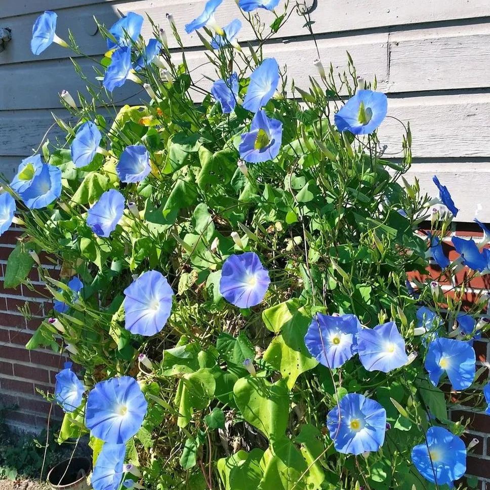 💜🌞Grandpa Ott Morning Glory Seeds