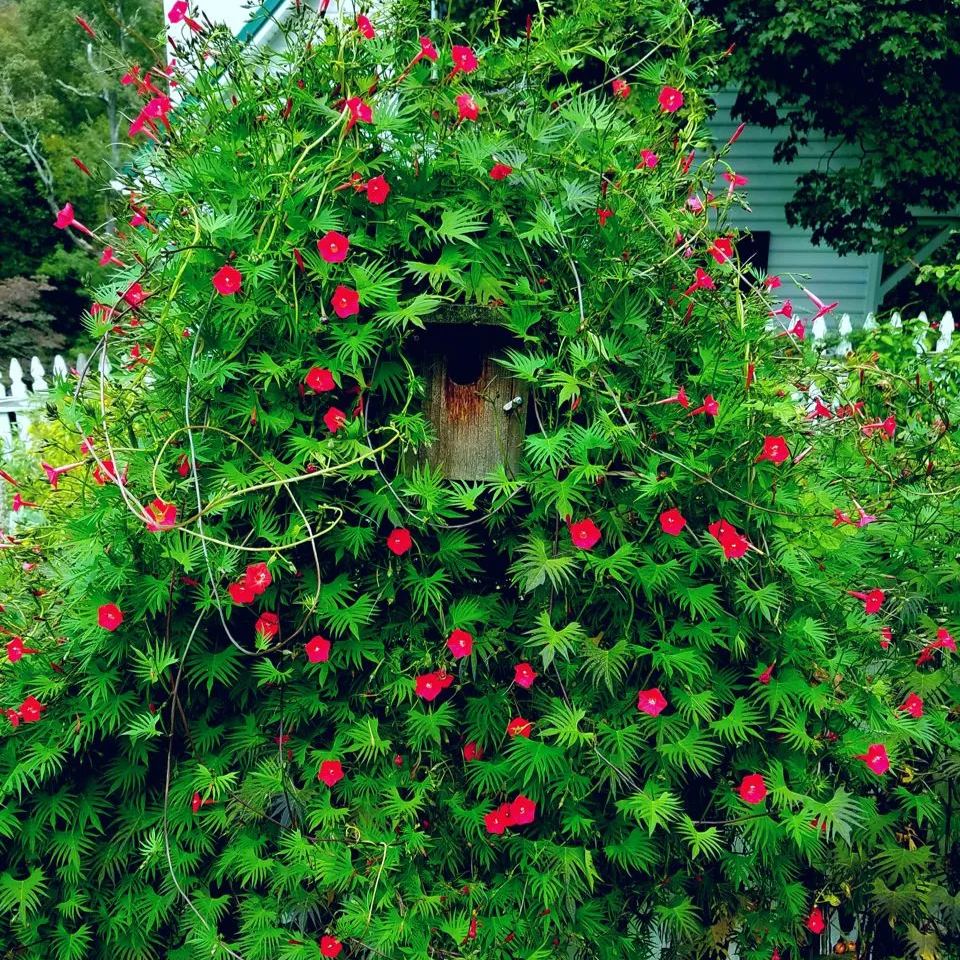 🤩🌟Cypress Vine Mix Morning Glory Seeds
