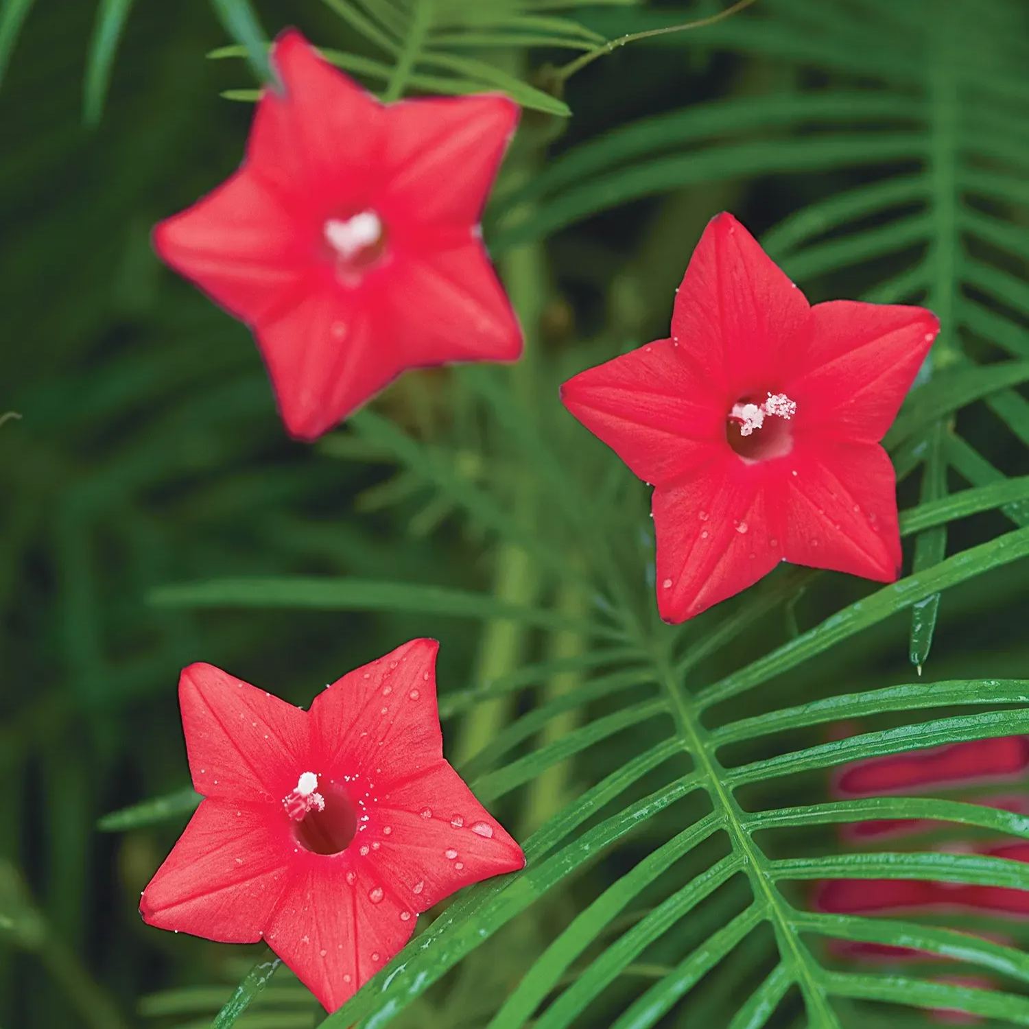 🤩🌟Cypress Vine Mix Morning Glory Seeds