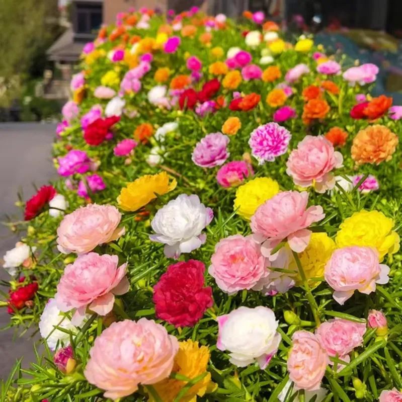 5000 Pcs seeds on sale for a limited time🎉Muti-color portulaca Seeds🎉