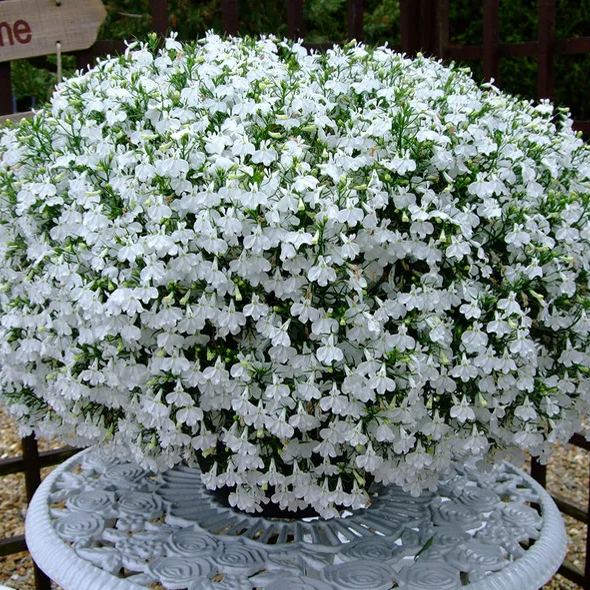 💜✨Mixed Lobelia Erinus Seeds