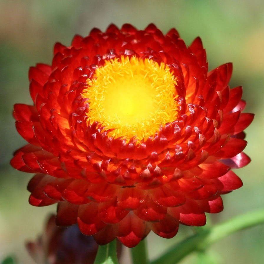 Strawflower Seeds Xerochrysum Bracteatum