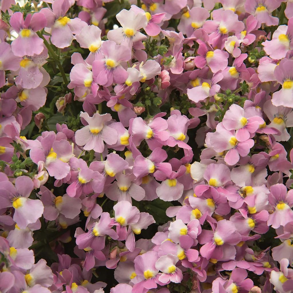 🌞Limitted 52% Off 🌱 Nemesia Seeds