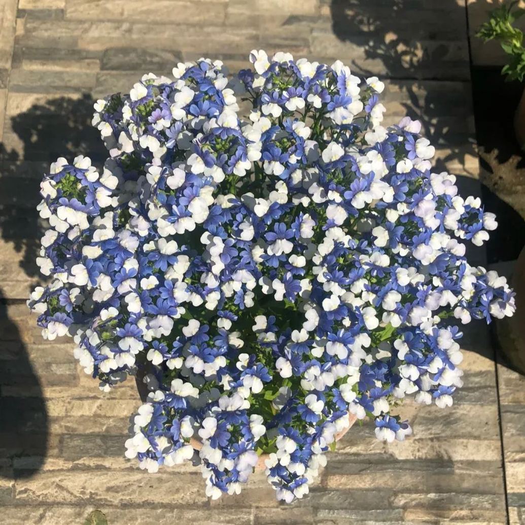 🌞Limitted 52% Off 🌱 Nemesia Seeds