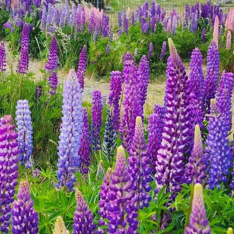 🥰🌿Russell Lupine Seeds