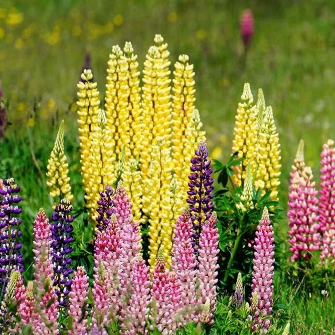 🥰🌿Russell Lupine Seeds
