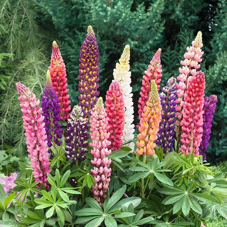 🥰🌿Russell Lupine Seeds
