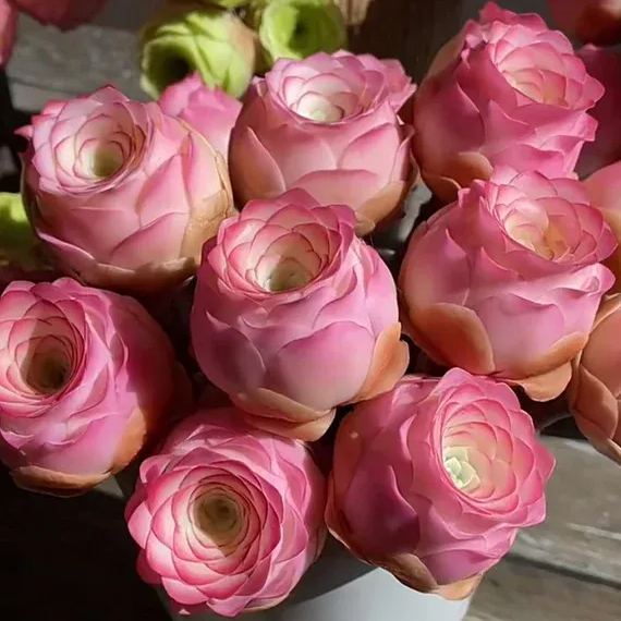🌹🩷Pink Mountain Rose Succulent Seeds