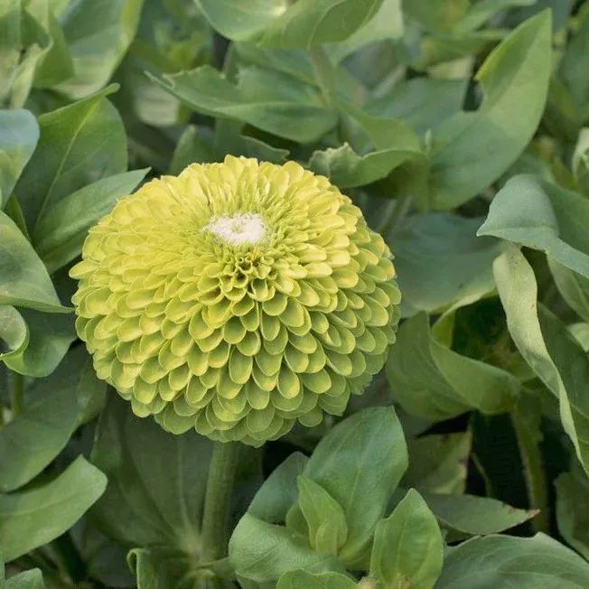 💚🤍Exclusive Green White Flower Seed Mix