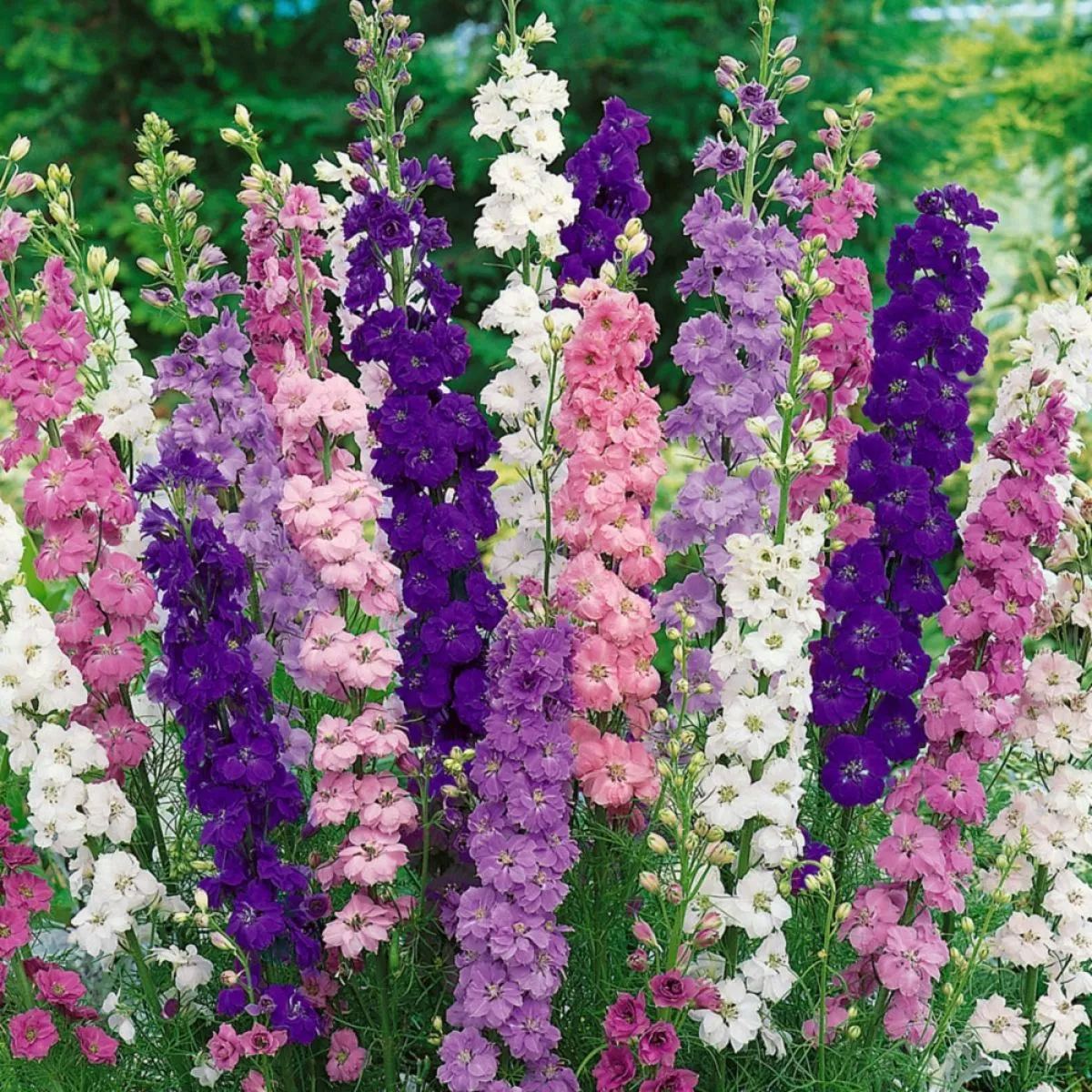 🌼🦋Mix-Colored Delphinium Seeds