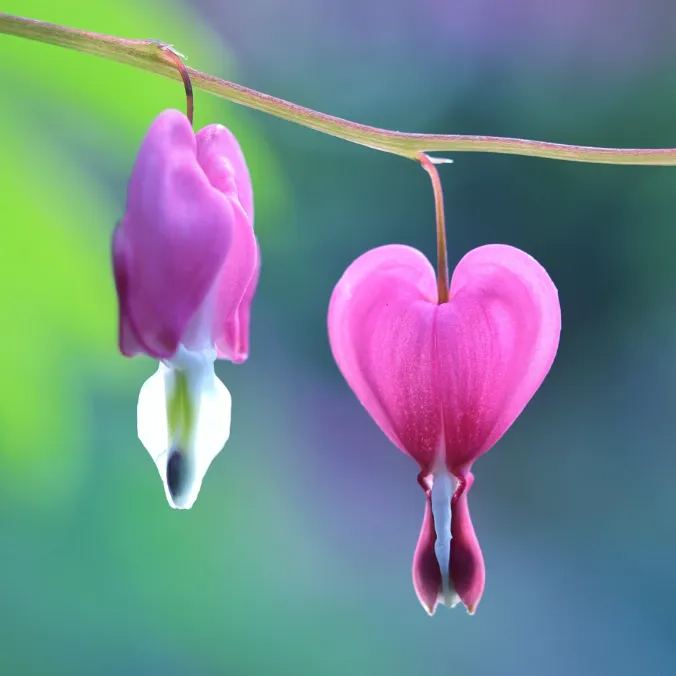 Lamprocapnos Spectabilis Flower Seeds