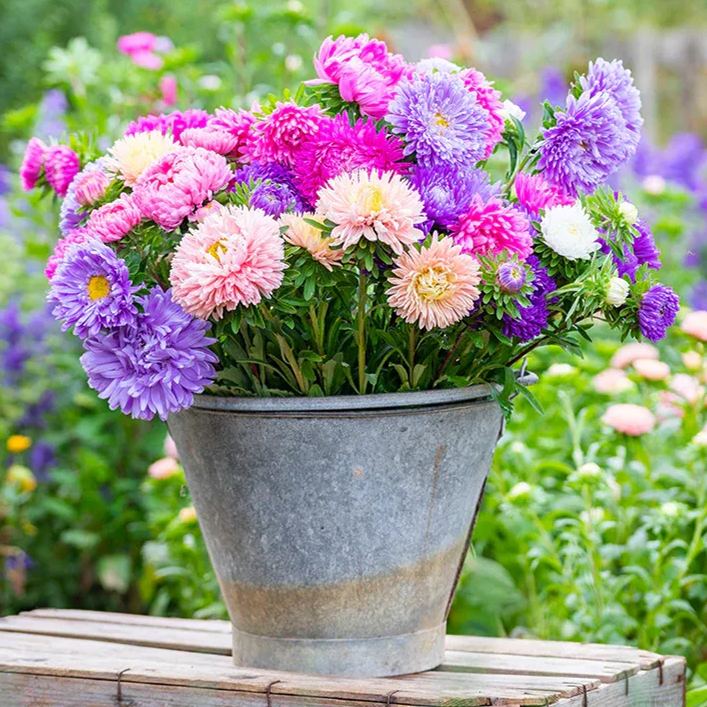 🌱Hot Selling✨Callistephus Seeds