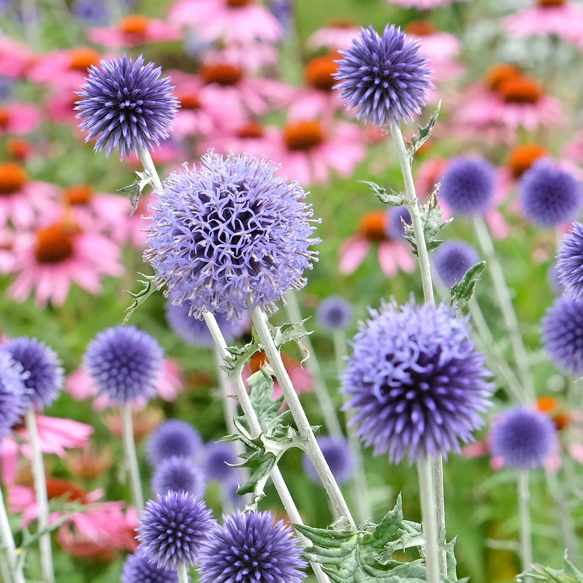🌞🩵Ritro Echinops Seeds