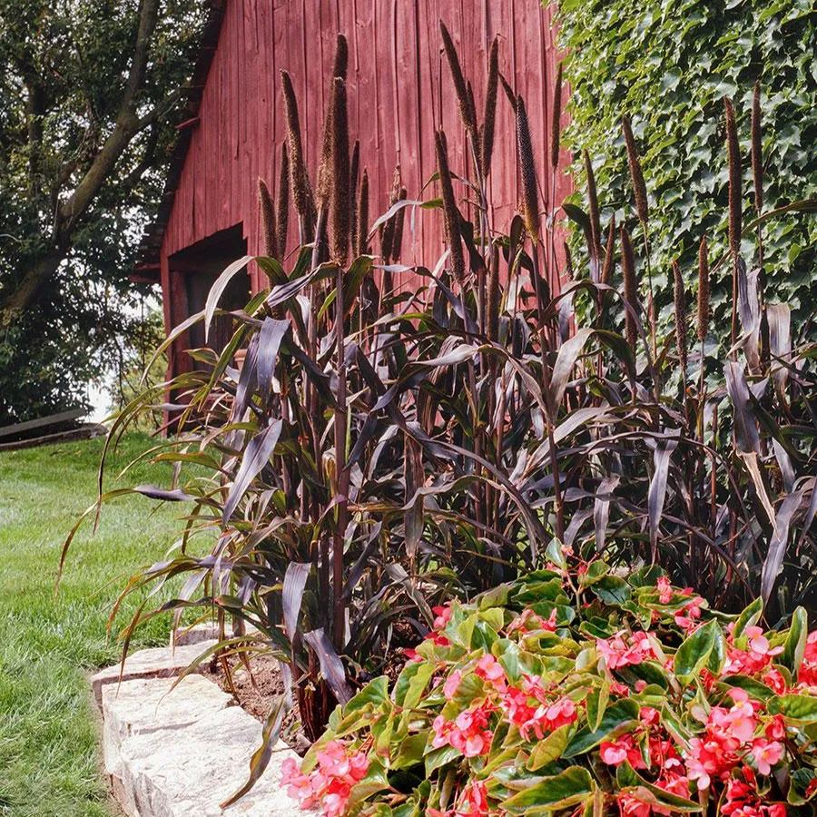 🌿Purple Majesty Ornamental Millet Seeds