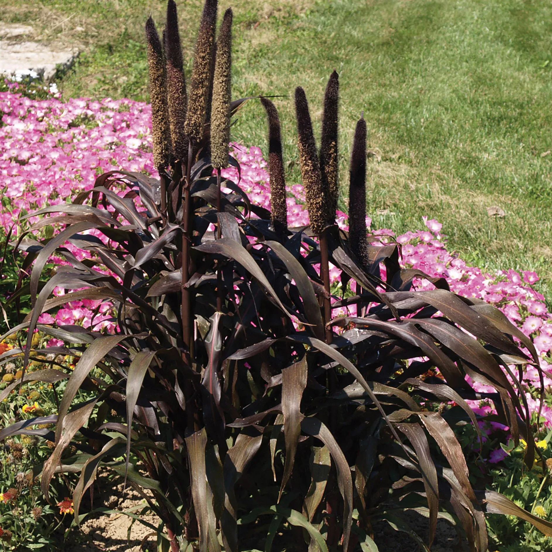 🌿Purple Majesty Ornamental Millet Seeds