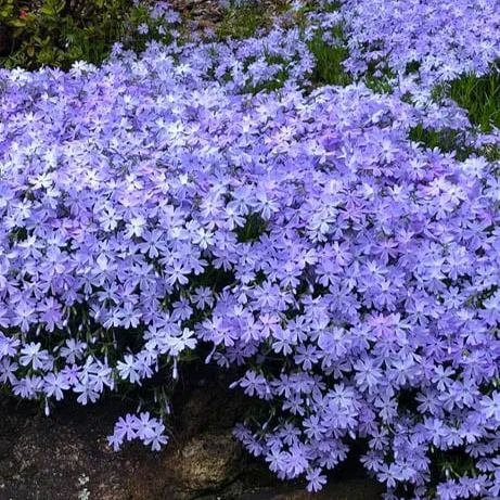 🌱Excellent Ground Cover✨Creeping Phlox Seeds