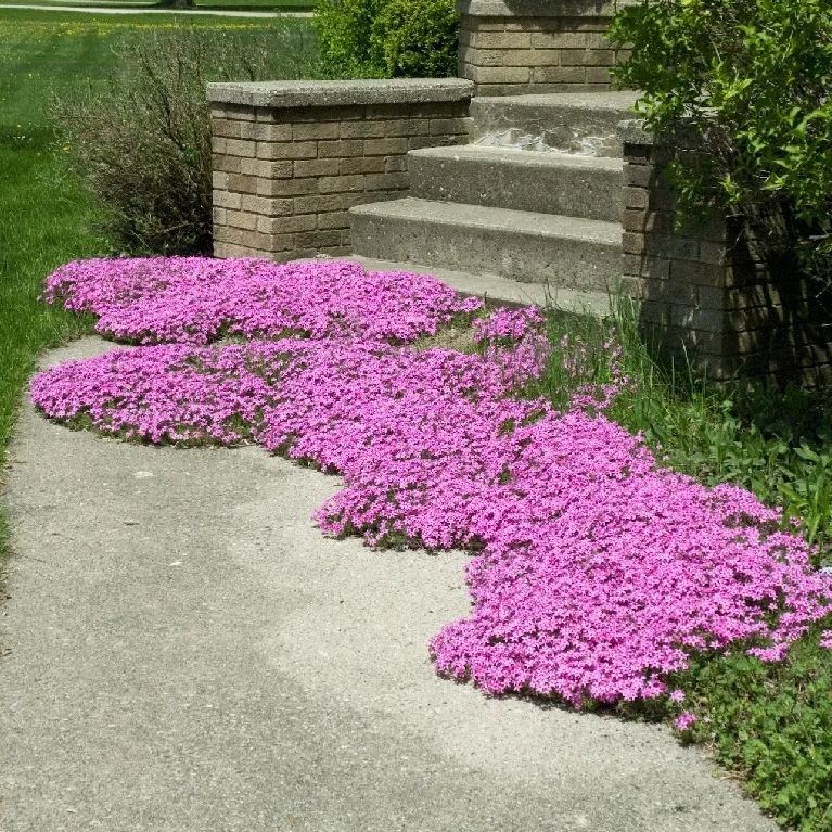 🌱Excellent Ground Cover✨Creeping Phlox Seeds