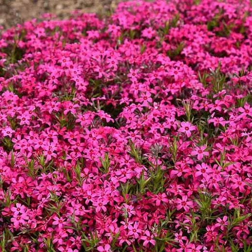 🌱Excellent Ground Cover✨Creeping Phlox Seeds
