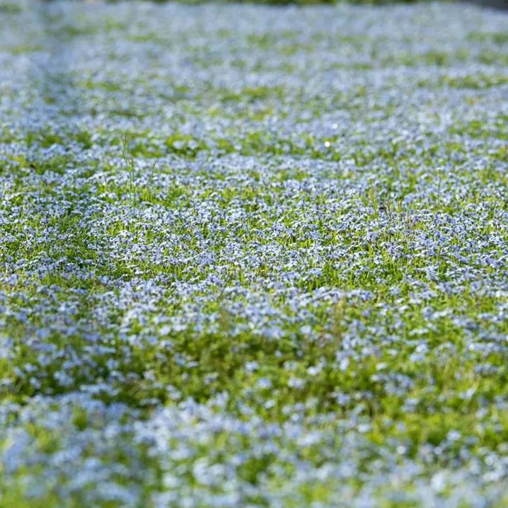 🩵Ideal Lawn Substitute🏡Blue Star Creeper Seeds