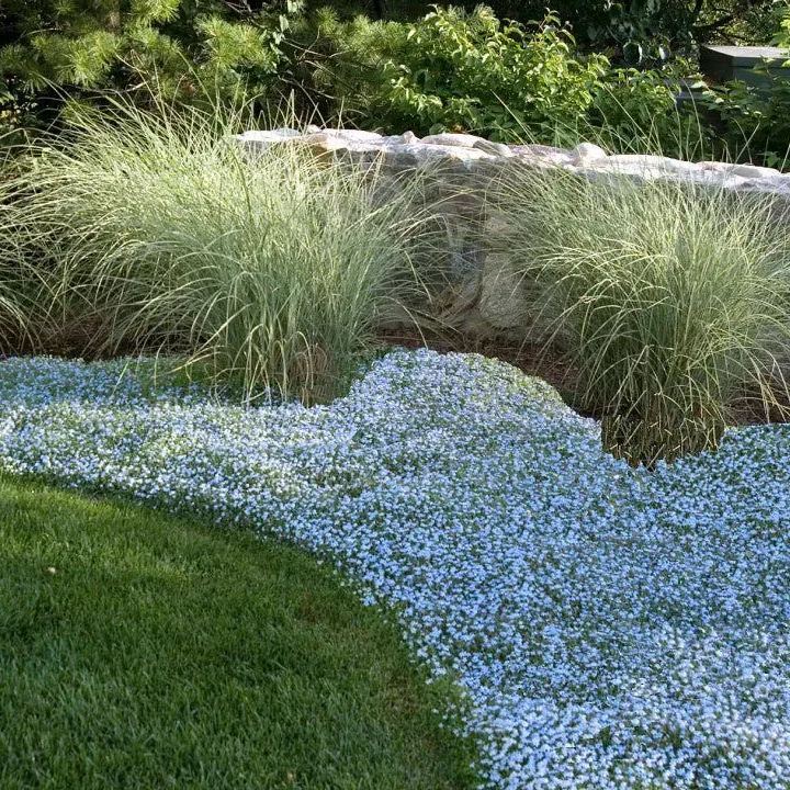 🩵Ideal Lawn Substitute🏡Blue Star Creeper Seeds