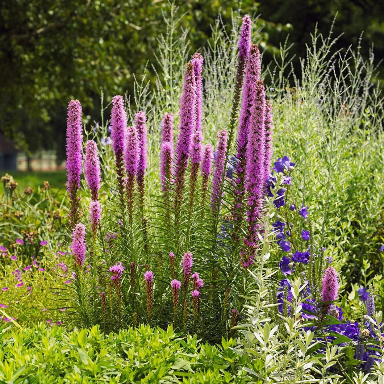 💜🌿Liatris Spicata Blazing Star Seeds