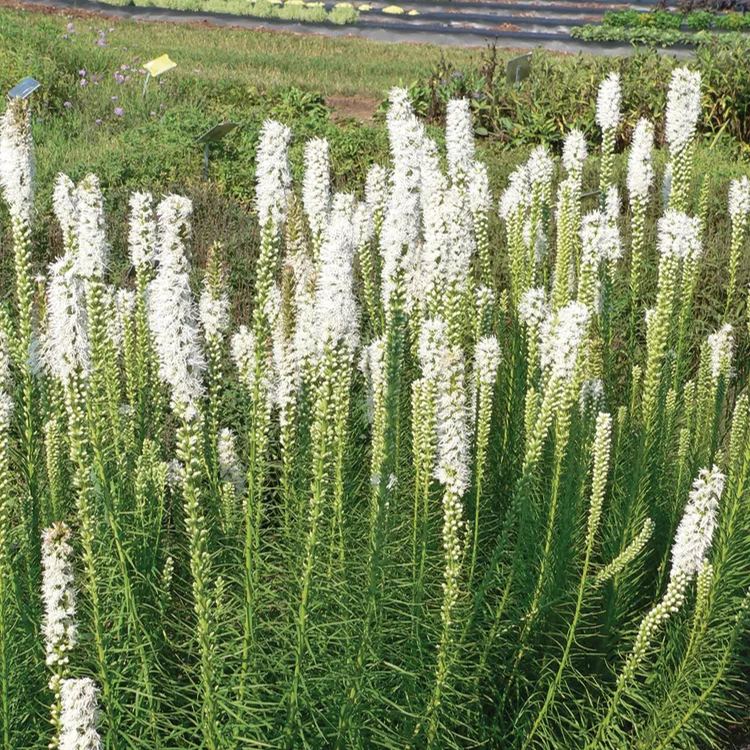 💜🌿Liatris Spicata Blazing Star Seeds