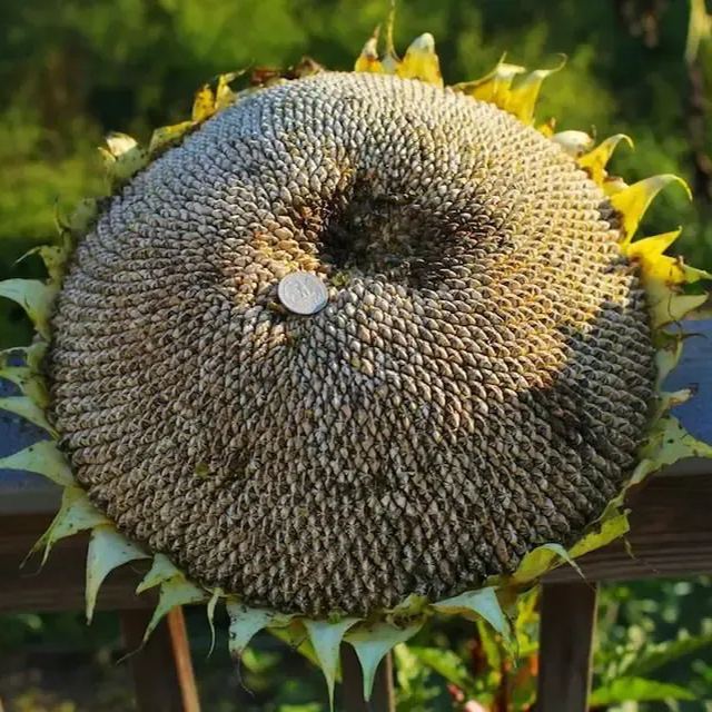 😲Amazing Variety🌻Mammoth Sunflower Seeds
