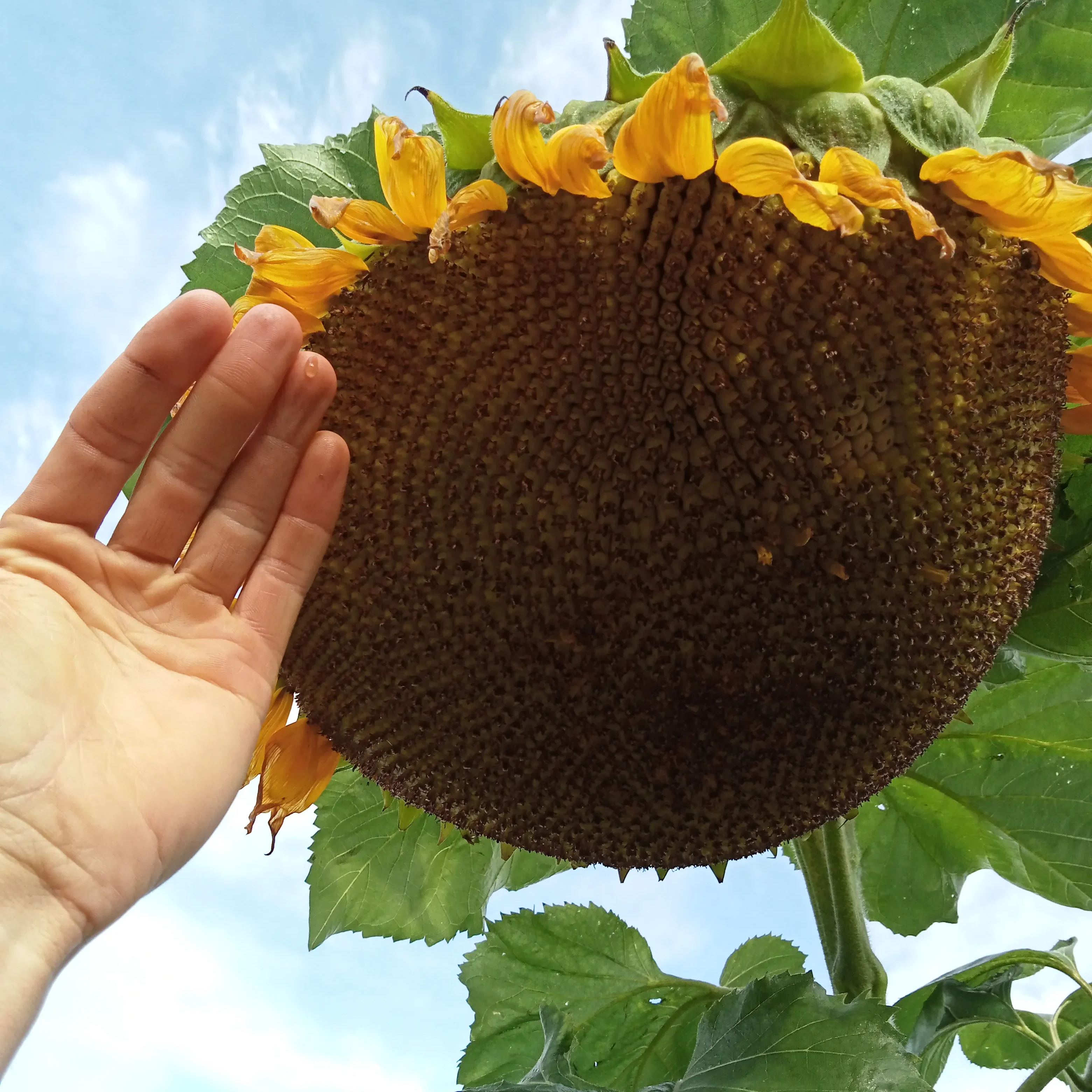 😲Amazing Variety🌻Mammoth Sunflower Seeds