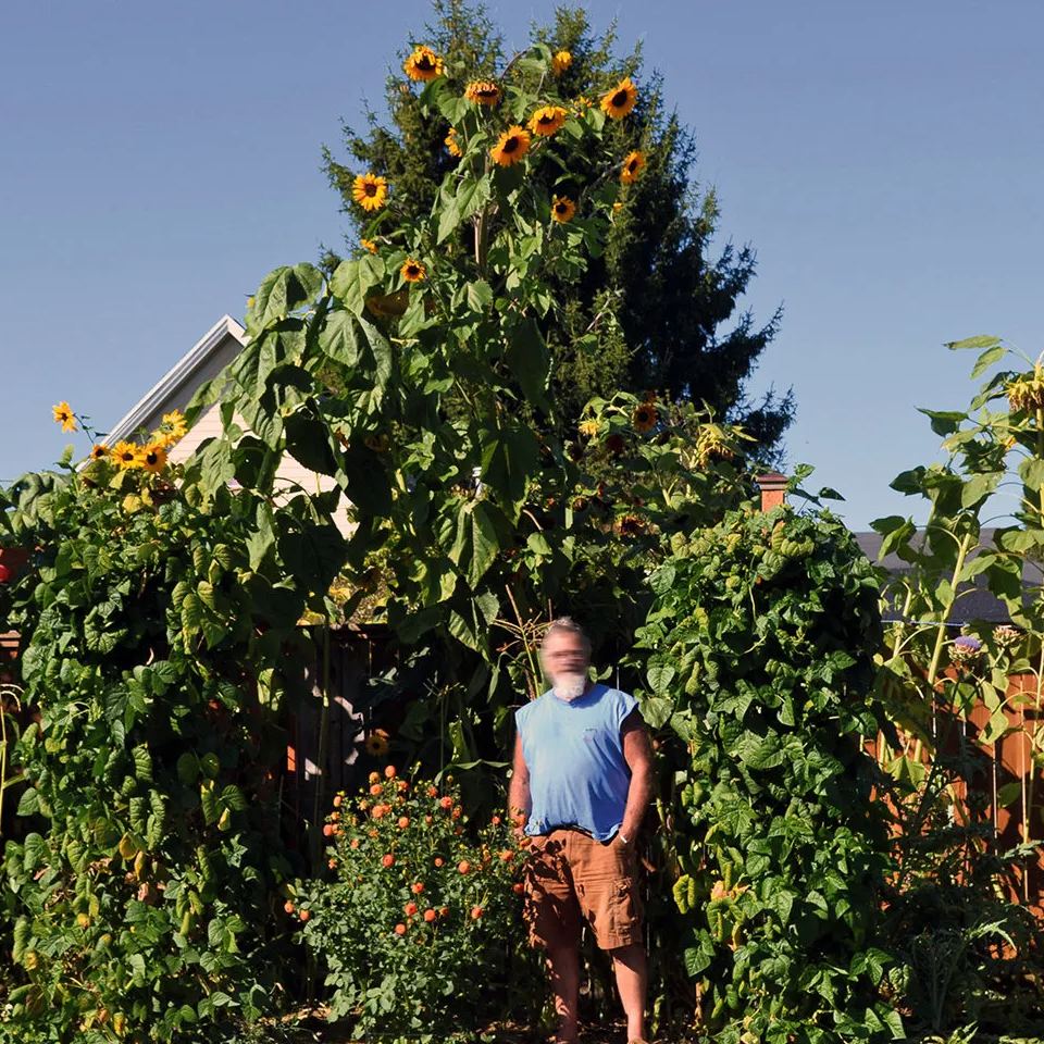 😲Amazing Variety🌻Mammoth Sunflower Seeds