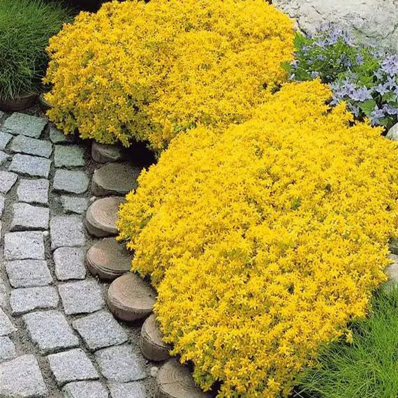 🌿Widely Used Perennial Ground Cover💛Goldmoss Sedum Seeds