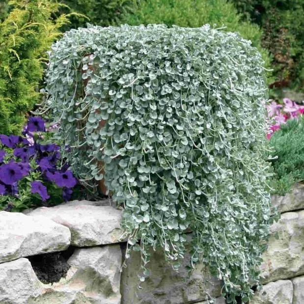 🌿Versatile Use🏡Silver Falls Dichondra Seeds