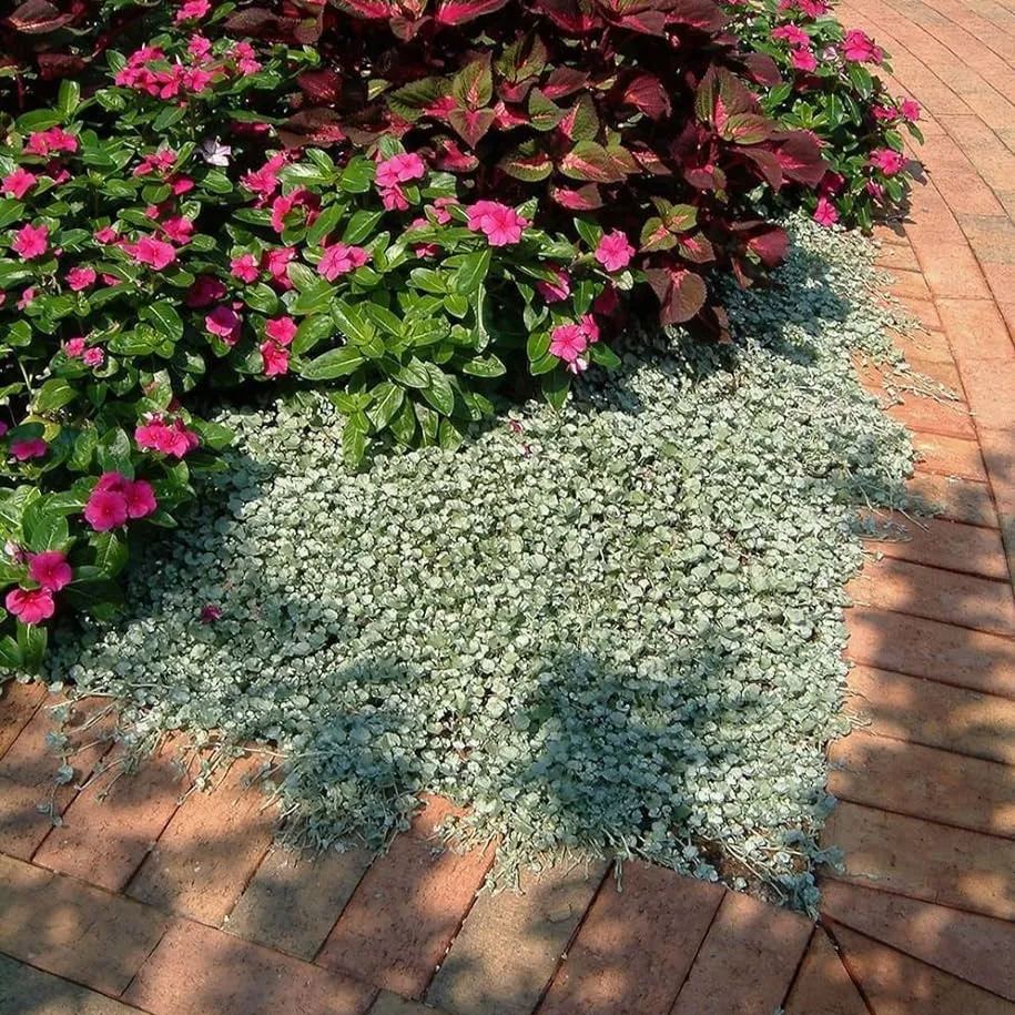 🌿Versatile Use🏡Silver Falls Dichondra Seeds
