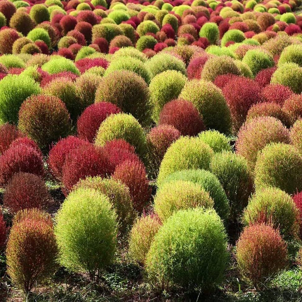 🌳Bassia Scoparia - Fluffy Marshmallows