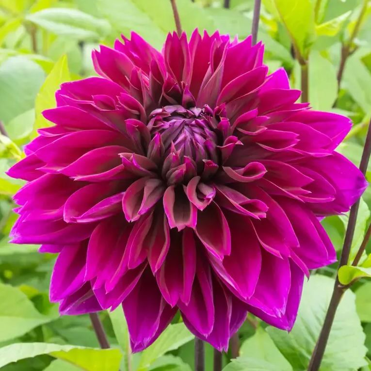 🔥Selected Large-flowered Varieties🌼Dahlia Seeds