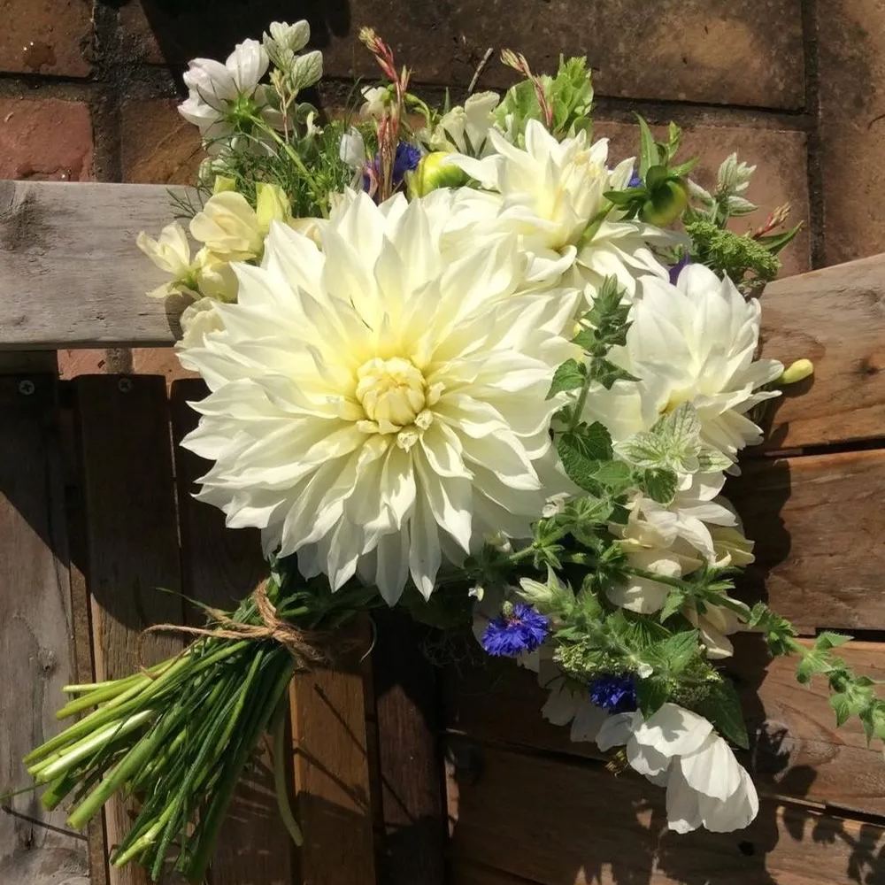 🔥Selected Large-flowered Varieties🌼Dahlia Seeds