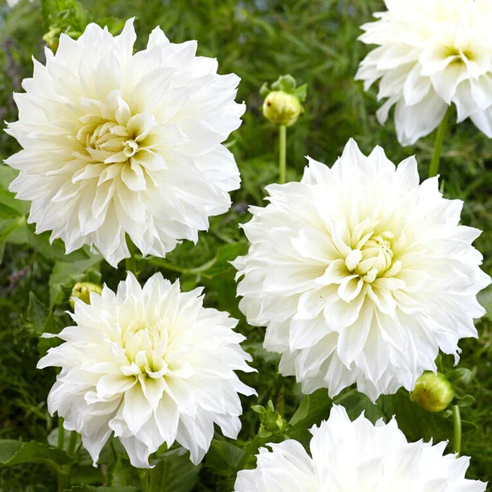 🔥Selected Large-flowered Varieties🌼Dahlia Seeds