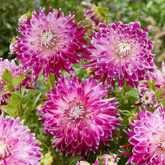 🔥Selected Large-flowered Varieties🌼Dahlia Seeds