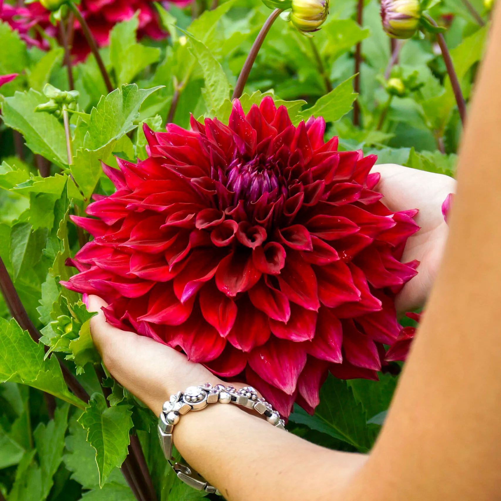 🔥Selected Large-flowered Varieties🌼Dahlia Seeds