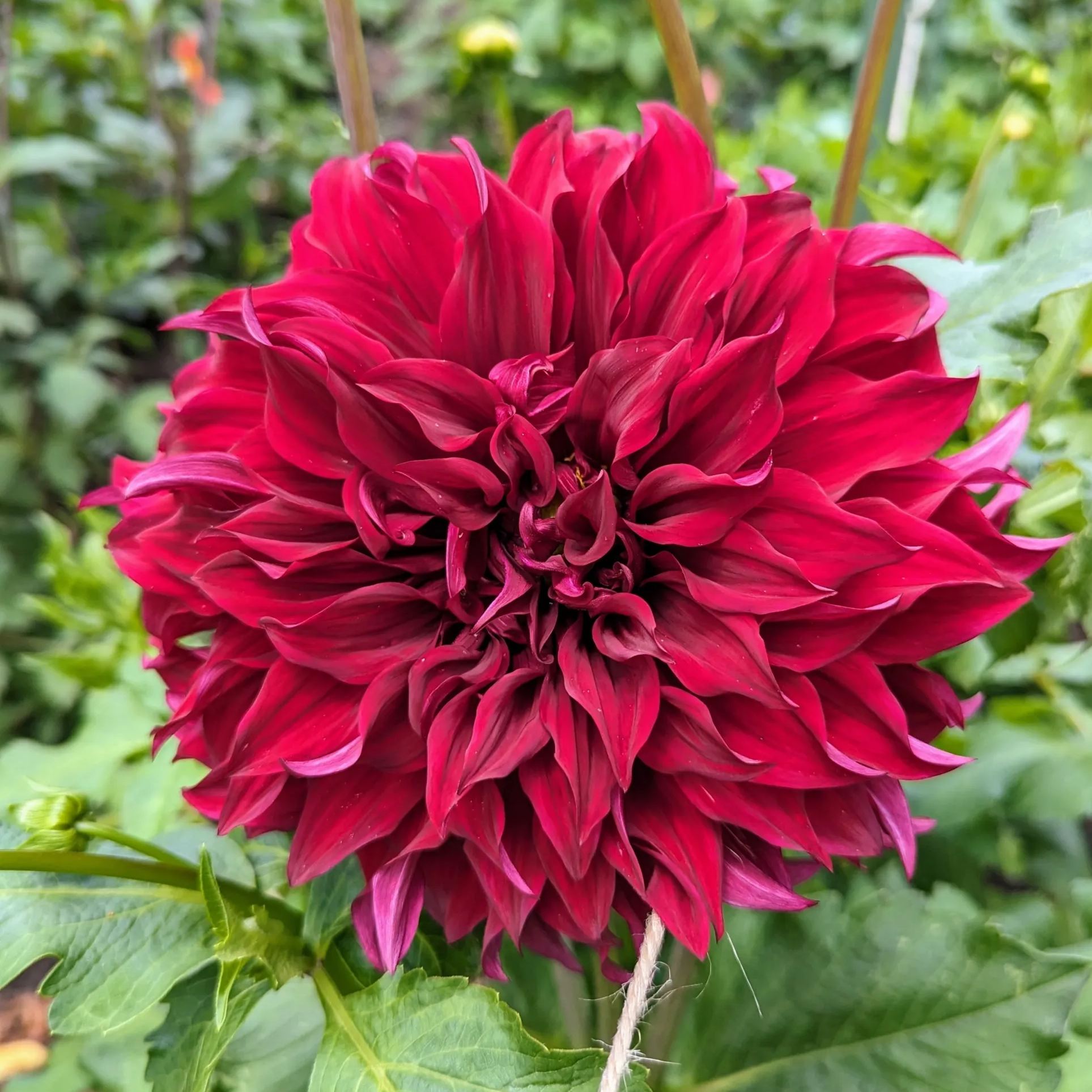 🔥Selected Large-flowered Varieties🌼Dahlia Seeds