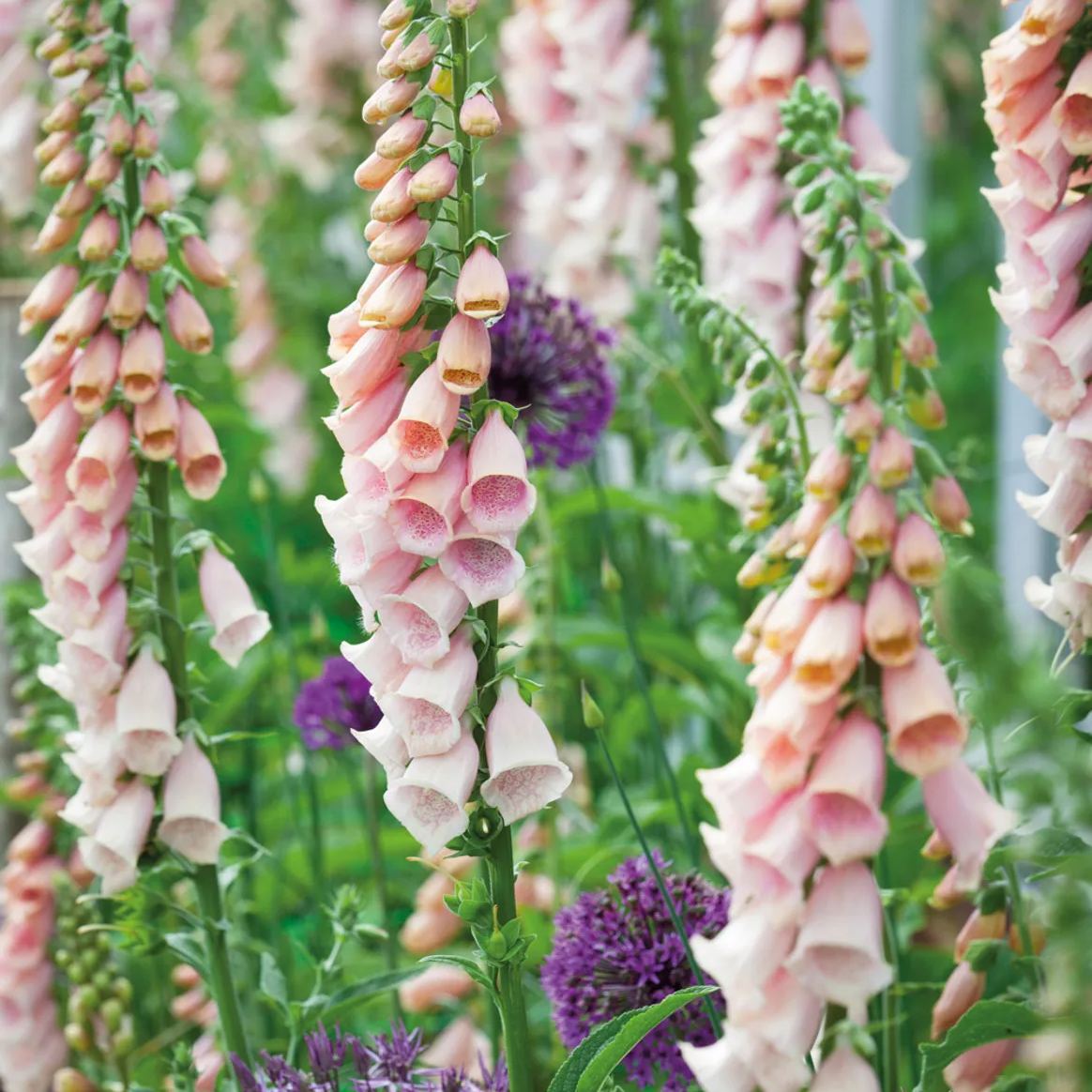 📣 Limited Supply 🌱 Stunning Foxglove Seeds