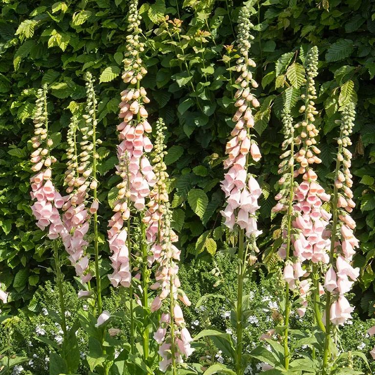 📣 Limited Supply 🌱 Stunning Foxglove Seeds