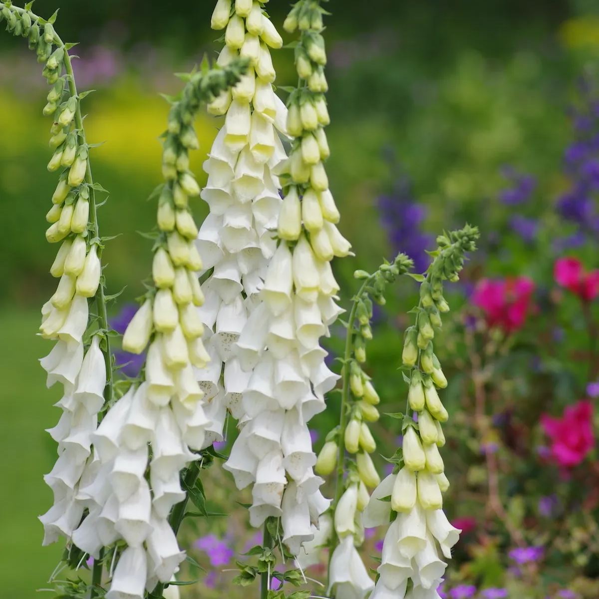 📣 Limited Supply 🌱 Stunning Foxglove Seeds